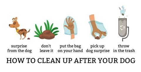 Dog poo clean up steps infographic set. Vector poster about hygiene animal Stock Illustration