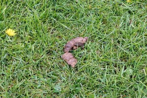 Dog Poo Stock Photos