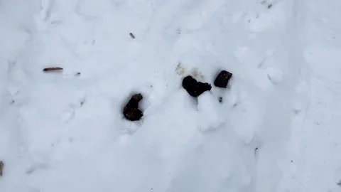 Dog poo in the snow Stock Footage 328962660