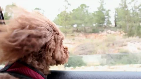 Dog poodle car window wind storm Stock Footage 313035145