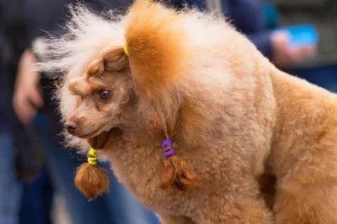 Dog Poodle close-up Stock Photos