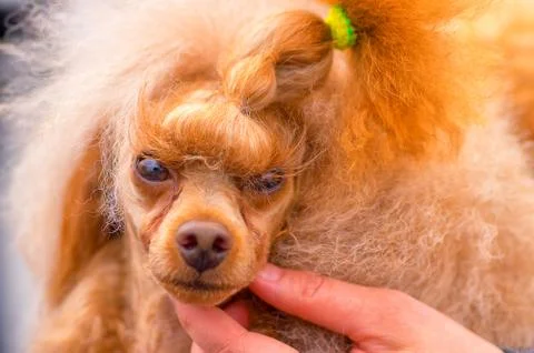 Dog Poodle close-up Stock Photos