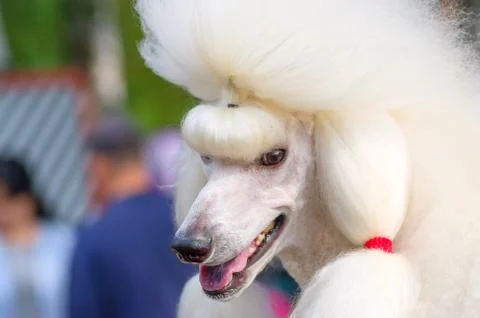 Dog Poodle close-up Stock-Fotos