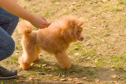 Dog Poodle close-up Stock Photos