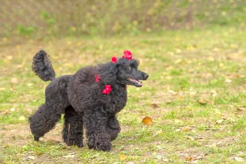 Dog Poodle close-up Stock Photos