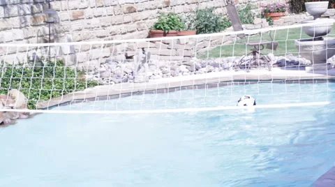 Dog pool 1 Stock Footage 5692046
