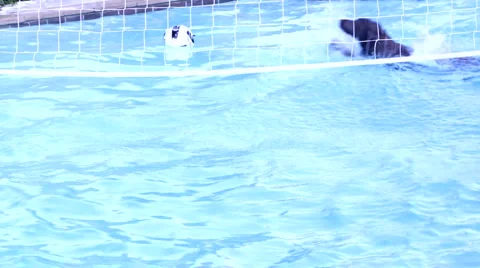 Dog pool 2 Stock Footage 5690375