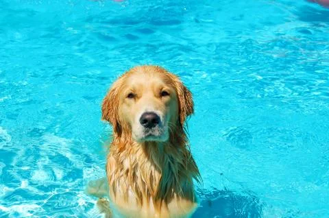 Dog in the pool Stock Photos