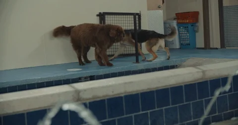 Dog Pool In Slow Motion 스톡 동영상 105176371