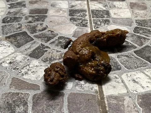 Dog Poop With Fly on Patterned Tile Floor in Jakarta Indonesia Stock Photos