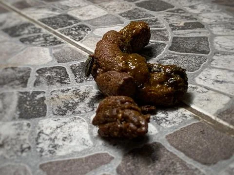 Dog Poop With Fly on Patterned Tile Floor in Jakarta Indonesia Stock Photos