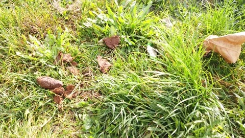 Dog Poop Stock Footage 166002298