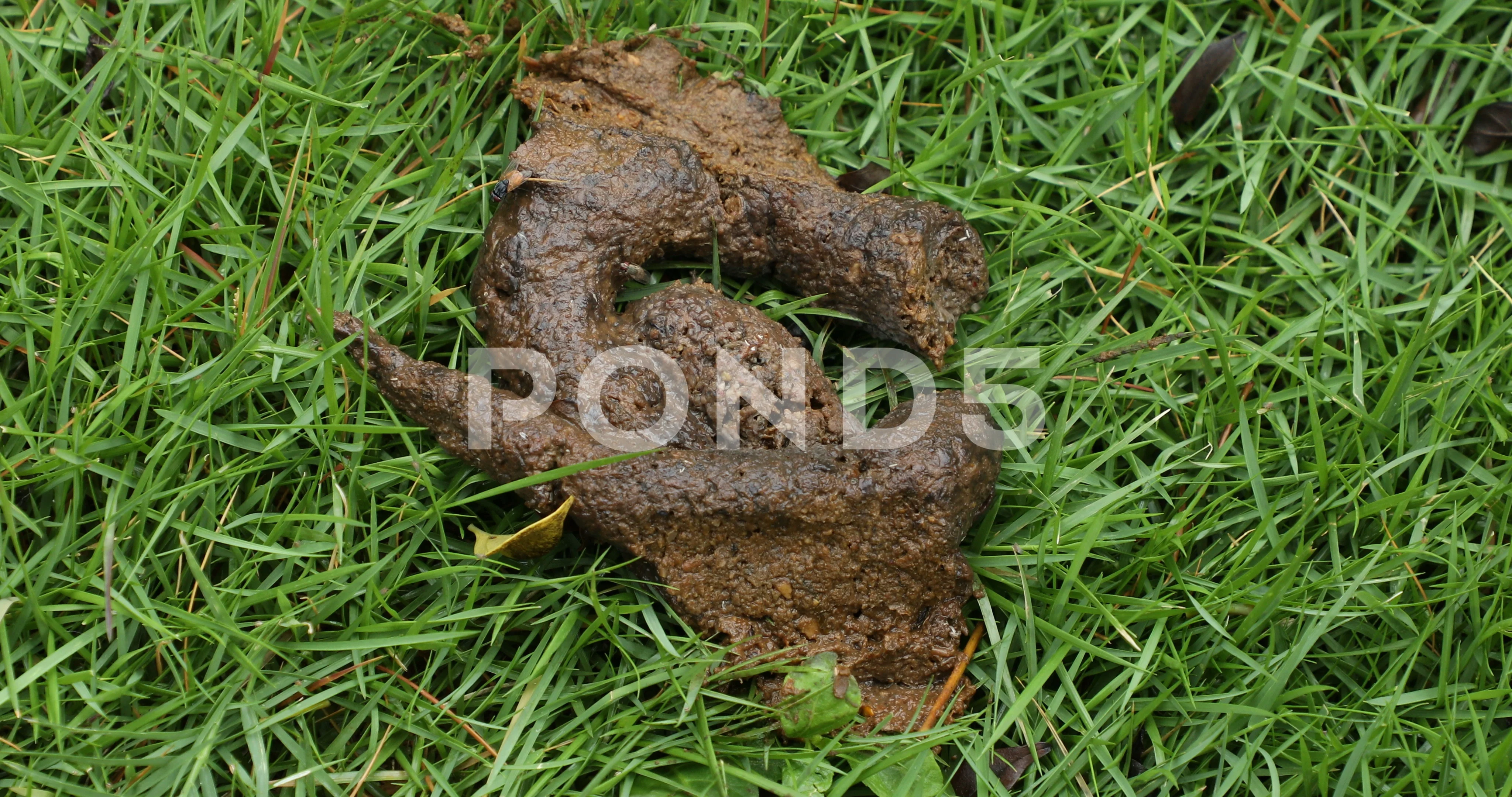 what happens to dog poop on grass