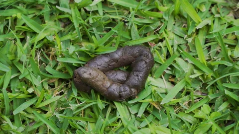 Green in hotsell dog poop