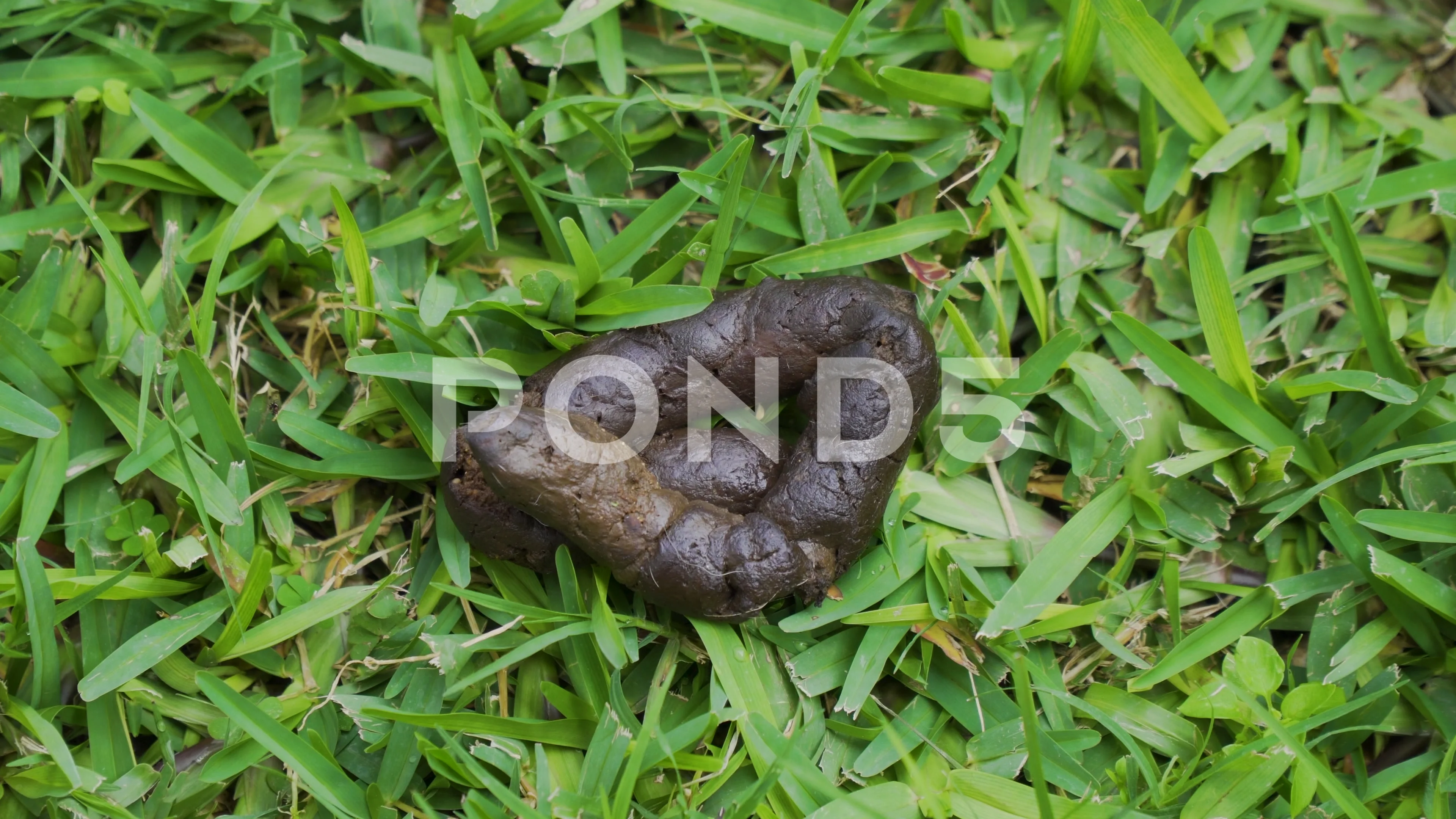 what happens to dog poop on grass
