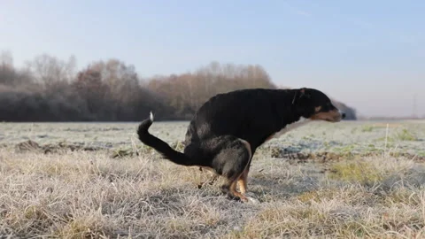 Dog pooping on the grass in the Park Stock Footage 167978468