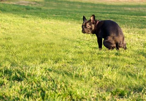 Dog pooping Stock Photos