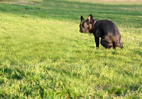 Dog pooping 스톡 사진