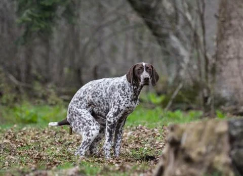 Dog pooping Stock Photos