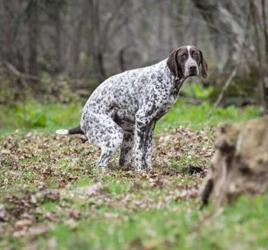 Dog pooping Stock Photos