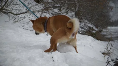 The dog poops in the snow Stock Footage 146241491