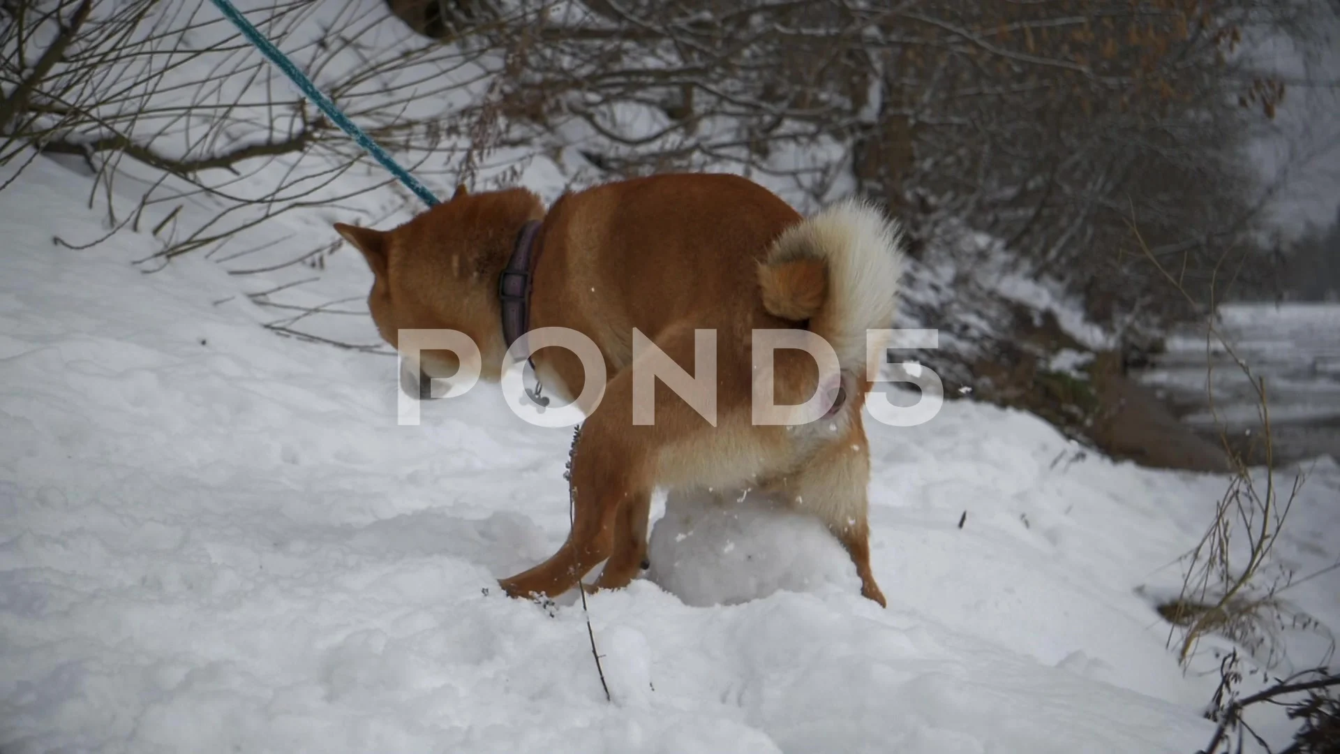 why do dogs cover their poop with snow