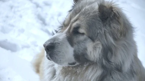 The dog poortret mid plan Stock Footage 88104689