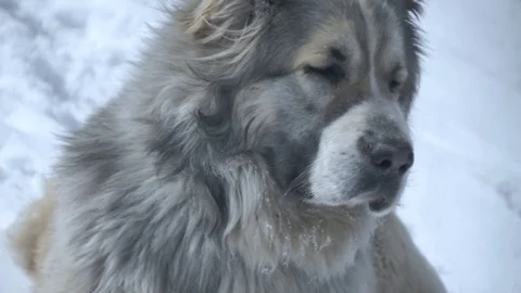 The dog poortret in winter2 Stock Footage 88104809