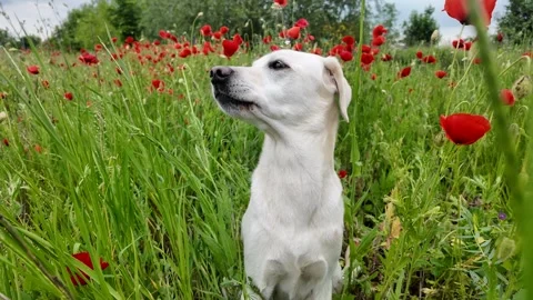 Dog in Poppy Field Stock Footage 312945649