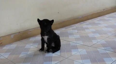 Dog on porch Stock Footage 56081114