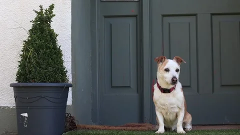 Dog on porch Stock Footage 230111102