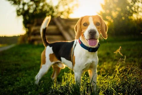 Dog portrait back lit background. Beagle with tongue out in grass during suns Stock Photos