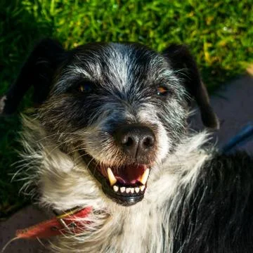 Dog Portrait Background Stock Photos