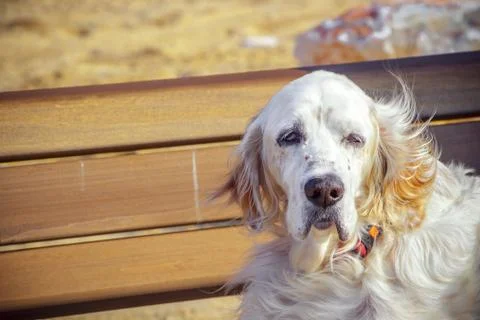Dog portrait on bench Foto stock