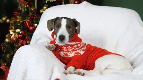 Dog Portrait On Christmas Vídeos de archivo 108249997