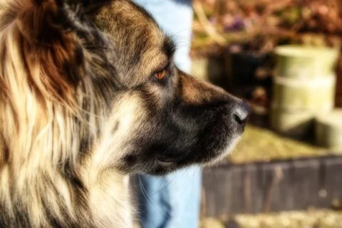 Dog portrait close up in the sun best friend Stock Photos