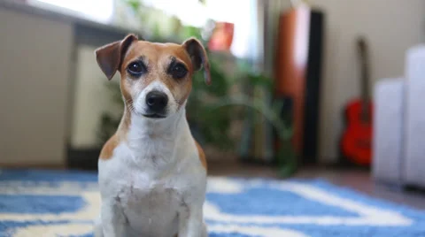 Dog portrait ear move Vídeo Stock 45864548