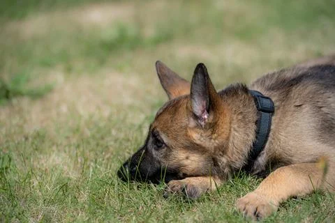 Dog portrait of an eight weeks old German Shepherd puppy in green grass. Sable Stock Photos