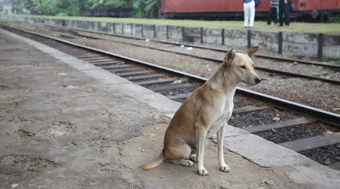 Dog portrait Vídeo Stock 1092489