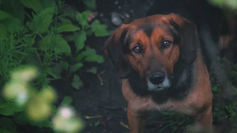 Dog Portrait Stock Footage 130716449