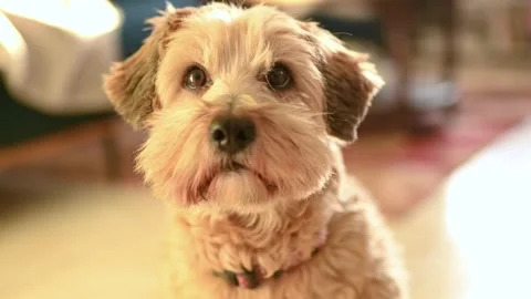 Dog portrait Stock Footage 143698151