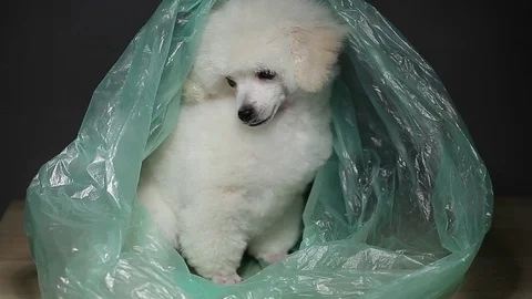 Dog portrait garbage package background hd footage Stock Footage 123053012