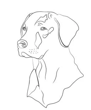 Dog portrait, lines, vector Stock-Illustration
