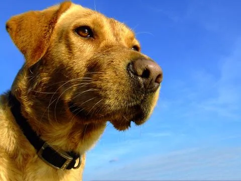 Dog Portrait Stock Photos