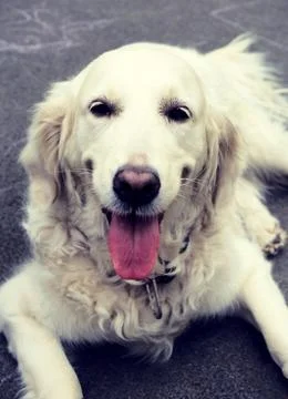 Dog portrait Stock Photos