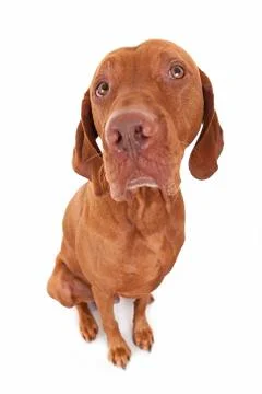 Dog portrait Stock Photos