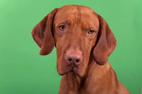 Dog portrait Stock Photos