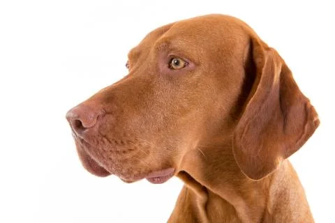 Dog portrait Stock Photos