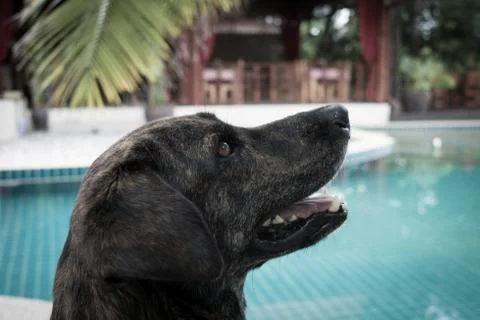 Dog portrait Stock Photos