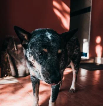 Dog Portrait Foto stock